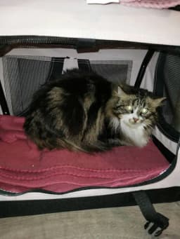 Carl, katt