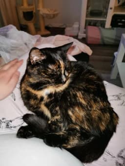 Selma, katt